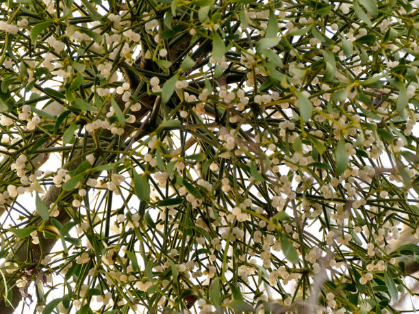 istock mistletoe in a fruit tree in wintertime with ripe berries 1295640000