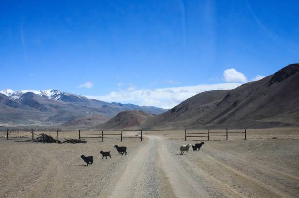 istock Mountains background. Animal’s lifetime 1295640017