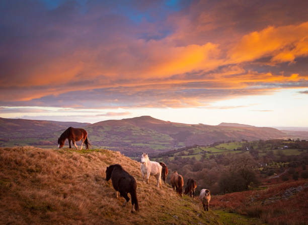 Horses and Welsh landscape Horses at sunrise - Brecon Beacons national park, Wales wales mountain mountain range hill stock pictures, royalty-free photos & images