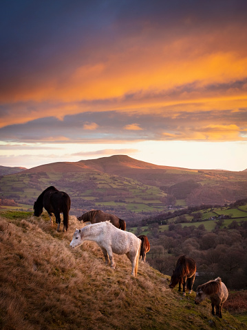 Horses at sunrise - Brecon Beacons national park, Wales