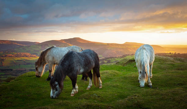 istock Horses and Welsh landscape 1295642408