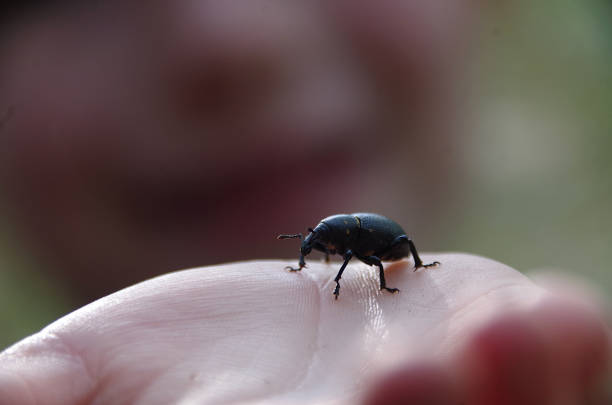 istock Scarab in a child's hand 1295642757
