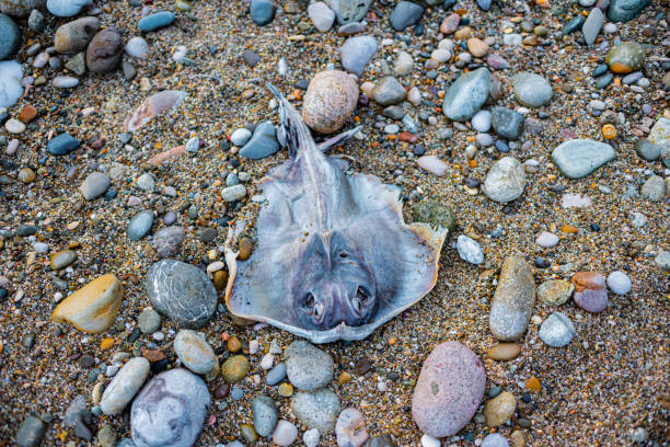 Black sea Stingray, Stingray, Dasyatis pastinaca. dead sea creatures on the seashore.