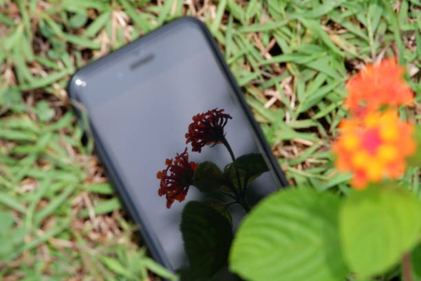 Reflection of Lantana Camara flower (wild Indonesian berry flower) on iPhone at Bukit Jimbaran