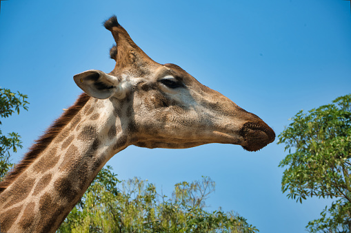 Side view portrait of natural giraffe head in blue sky