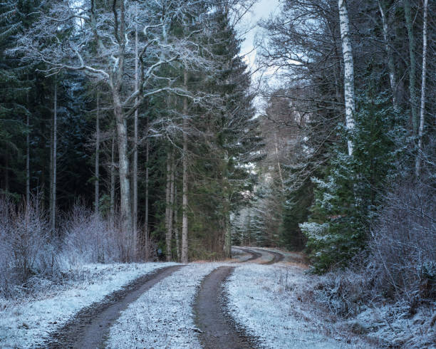 Forest road through the forest with snow on trees and the ground