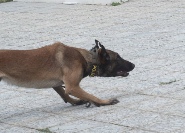 istock a trained K9 police dog 1295646255