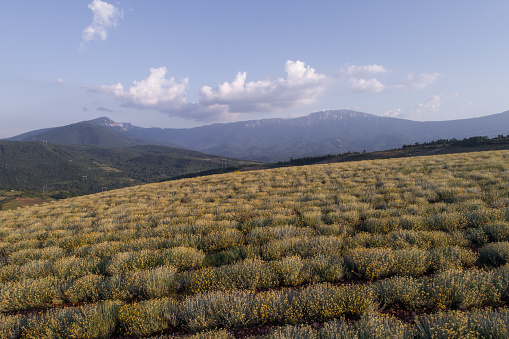 High angle of view, field of Helychrysum strawflower, mountain range in background