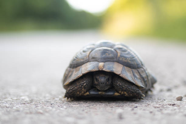 istock Box turtle standing on road in nature 1295646601