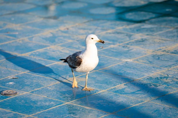 seagull stands on fountain pond floor