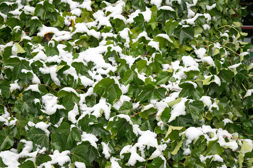 Green ivy leaves covered with snow, winter green background