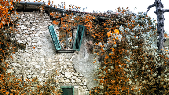 Umbria, Italy - October 17, 2019: Old farm house in Umbrian village, damaged by the earthquake, is completely overgrown with a climbing plant, autumn colors.