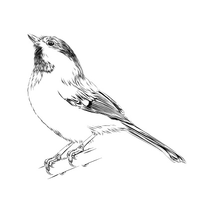 Cute Chickadee Drawn in Pen and Ink. EPS10 Vector Illustration