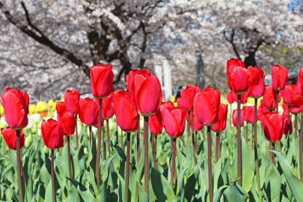 istock Cherry trees and tulip collaboration in japan. 1295648155