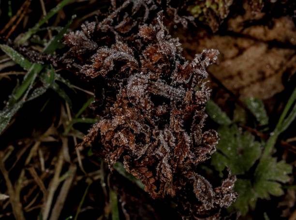 istock Brown Coloured Plants & Winter Frost. 1295648747