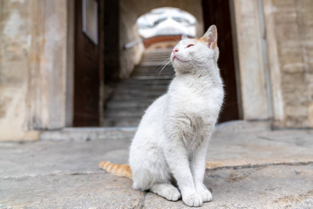istock stray cat in istanbul city 1295649071