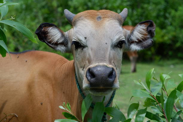 istock Bali cow, Bali - Indonesia 1295649290