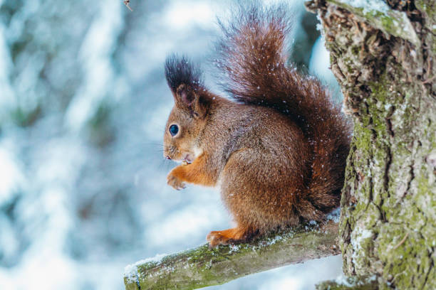 istock Squirrel in the winter forest. A squirrel sits on a tree branch and eats on a sunny winter day. 1295650192