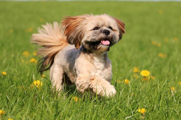 istock a small brown lhasa apso is running in a field with yellow dandelions 1295651248