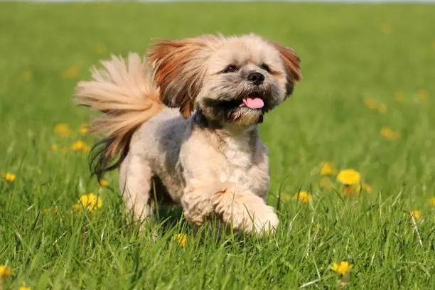 small brown lhasa apso is running in a field with yellow dandelions