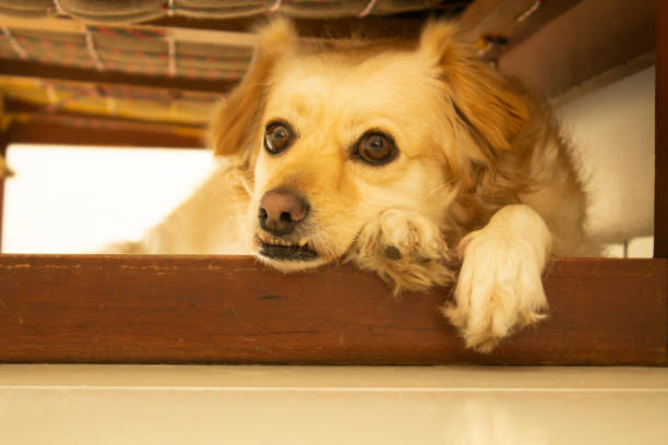 istock Cute Dog under chair 1295651447