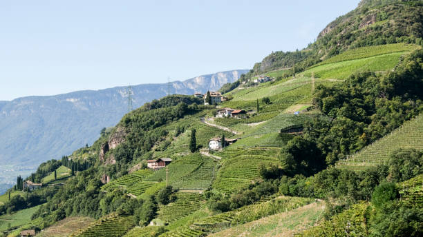 istock Alto Adige wine district 1295651491