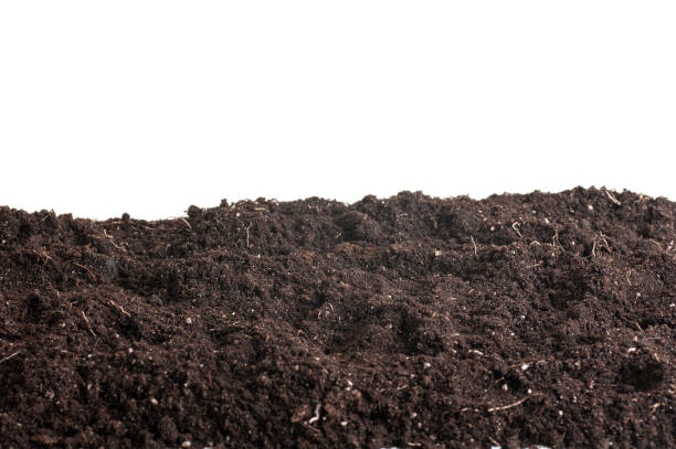 istock pile of soil background, earth texture isolated on a white background 1295651863