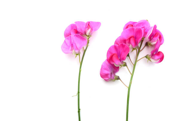 istock Lathyrus latifolius flowers, isolated white 1295651947