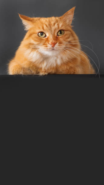 istock Cute ginger cat on black background. Fluffy pet on dark backdrop. Copy space on vertical banner. 1295652644