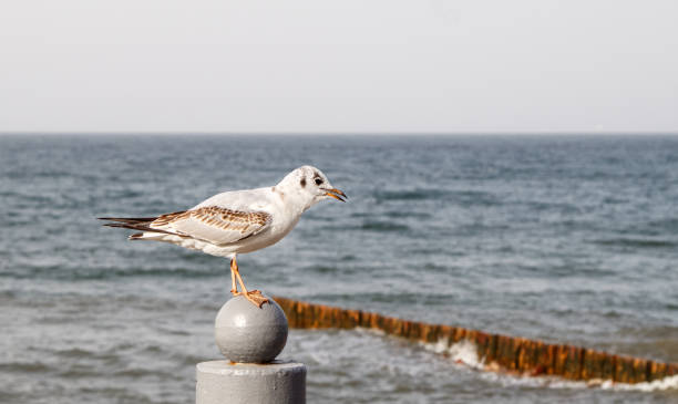 istock seagull sitting on the parapet 1295654098