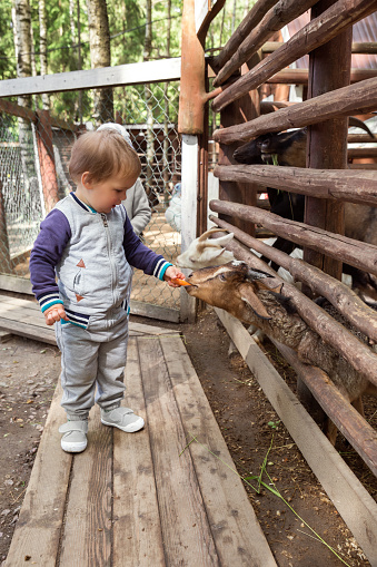 Little baby toddler boy feeding sheep on the farm