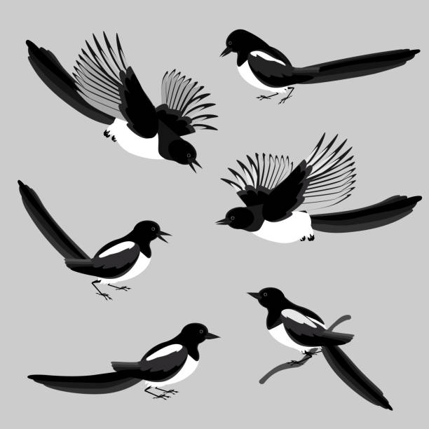 illustrazioni stock, clip art, cartoni animati e icone di tendenza di gazze, una serie di uccelli in varie pose. illustrazione vettoriale in gradazioni di colori bianco e nero isolate su uno sfondo grigio neutro. - gazza