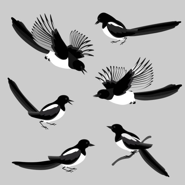 ilustrações, clipart, desenhos animados e ícones de magpies, um conjunto de pássaros em várias poses. ilustração vetorial em gradações de cores preto e branco isoladas em um fundo cinza neutro. - pega rabuda