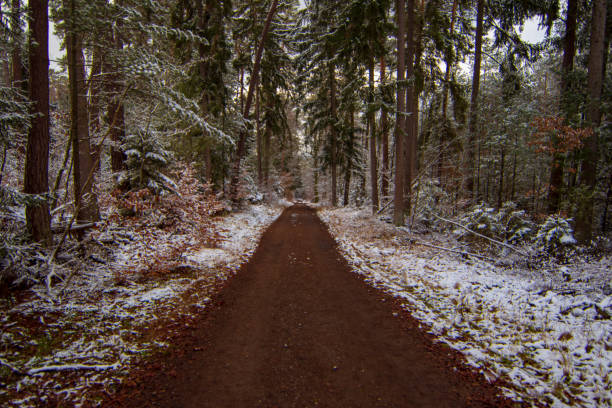 Winter landscape in the snow-covered forest