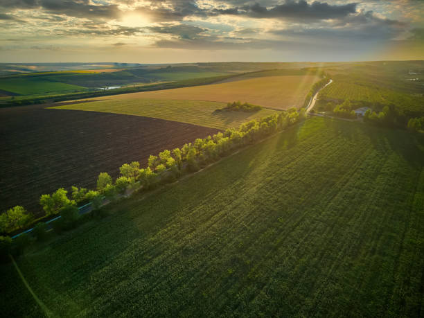 istock Aerial view over the agricultural fields at sunset 1295657916