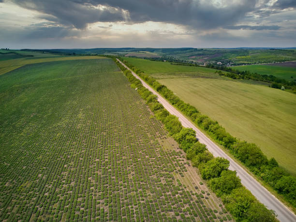 istock Aerial view over the agricultural fields 1295658088