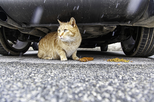 Stray cat under car, wild abandoned animals, pets