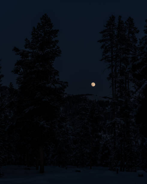 istock Night winter forest with full moon above 1295660332