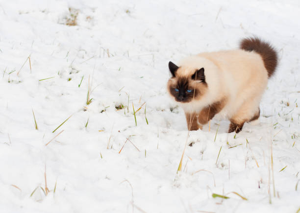 A seal point Birman cat, 4 year old cat, male with blue eyes is walking in garden in winter time in the snow stock photo