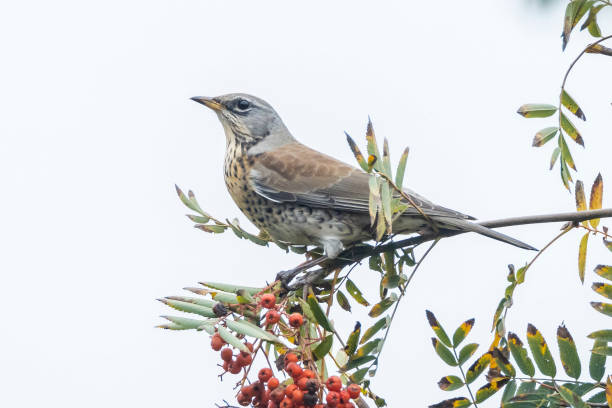 istock Fieldfare, Turdus pilaris, eating berries 1295661897