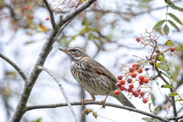 istock Redwing Turdus iliacus bird eating berries 1295661918