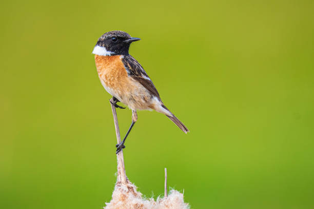 Stonechat male bird, Saxicola rubicola, perched on reed flower Typha latifolia stock photo