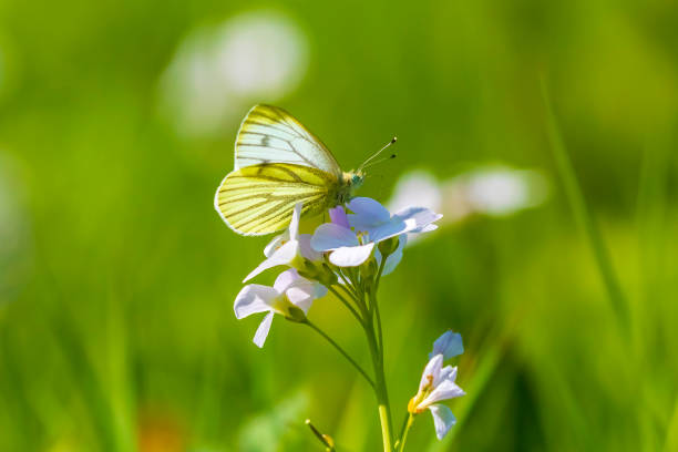 Beautiful summer field with blooming flowers and a butterfly on a flower.