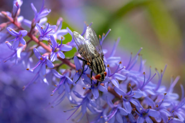 Flesh fly, Sarcophagidae , pollinating purple flowers. Flesh fly, Sarcophagidae , pollinating purple flowers. flesh fly photos stock pictures, royalty-free photos & images