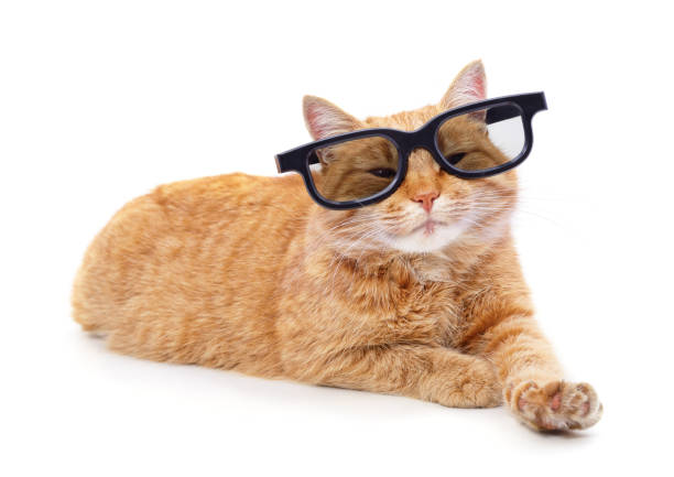 istock Cat with glasses for the cinema. 1295664548