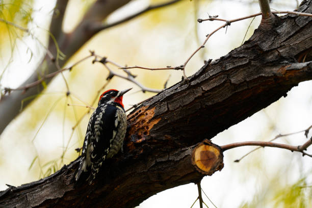 Red-naped Sapsucker guarding it's quarry