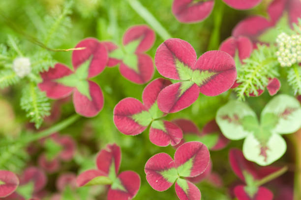 Close-up of red-colored  leaves of Trifolium Limerick Clover