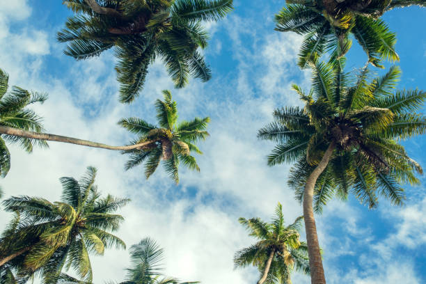 istock Palm trees with a beautiful and clean blue sky 1295664923