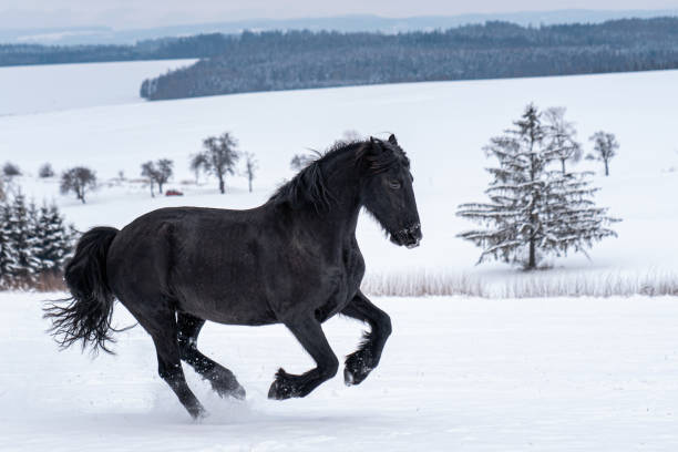 étalon frison fonctionnant dans le domaine d’hiver. le cheval frison noir court galoper en hiver. - horse black stallion friesian horse photos et images de collection