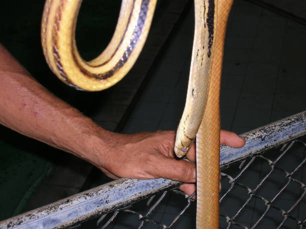 istock The man with the snake in his hand. 1295665726